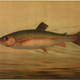 Illustration for article titled Fishes of North America That are Captured on Hook and Line